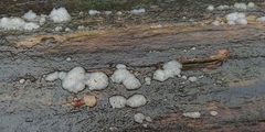Exidia thuretiana