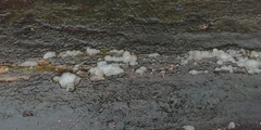 Exidia thuretiana