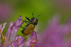 Labidostomis