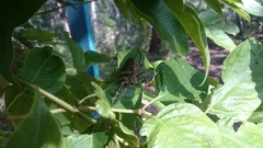 Isopedella conspersa