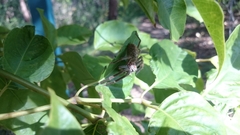 Isopedella conspersa