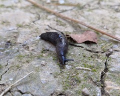 Milacidae