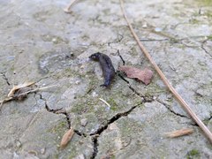 Milacidae