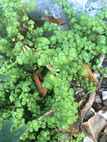 Pilea margarettae