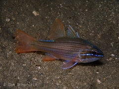 Many-Lined Cardinalfish photo 3