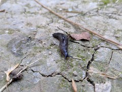 Milacidae