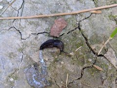 Milacidae
