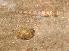 Liniparhomaloptera disparis