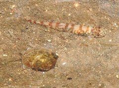 Liniparhomaloptera disparis