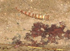 Liniparhomaloptera disparis