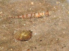 Liniparhomaloptera disparis