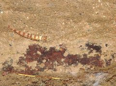 Liniparhomaloptera disparis