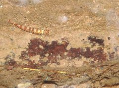 Liniparhomaloptera disparis