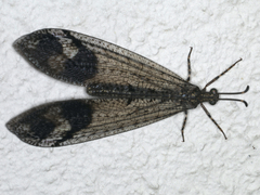 Glenoleon pulchellus
