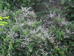 Congea tomentosa