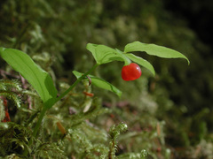 Streptopus streptopoides