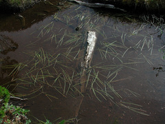 Sparganium hyperboreum