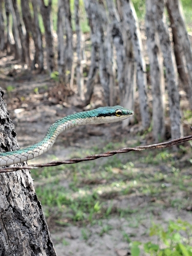 Leptophis dibernardoi