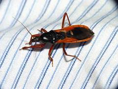 Ectomocoris truculentus