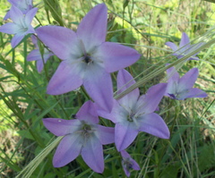 Campanula stevenii