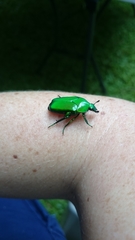 Ischiopsopha wallacei