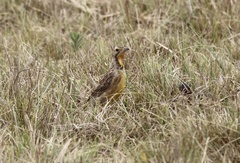 Macronyx capensis capensis