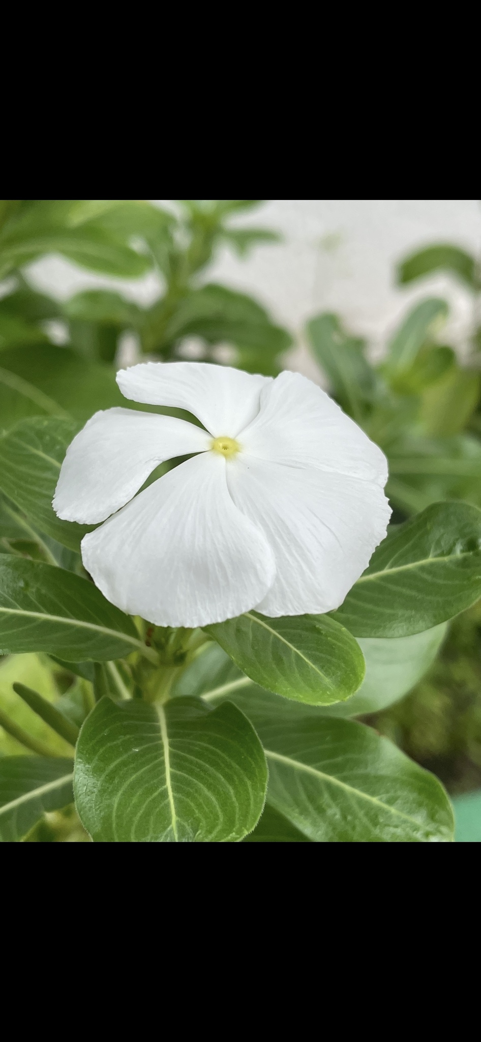 Catharanthus roseus