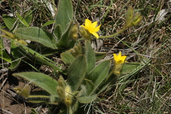 Hypoxis multiceps