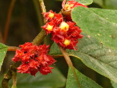 Glossoloma ichthyoderma