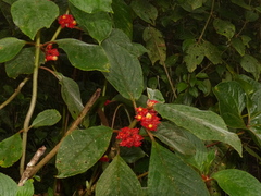 Glossoloma ichthyoderma