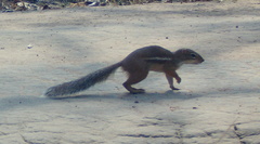 Euxerus erythropus