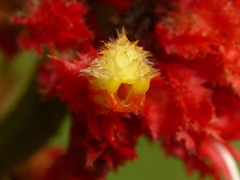 Glossoloma ichthyoderma