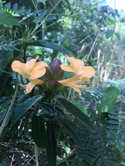 Barleria lupulina