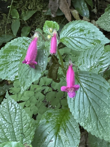 Seemannia gymnostoma