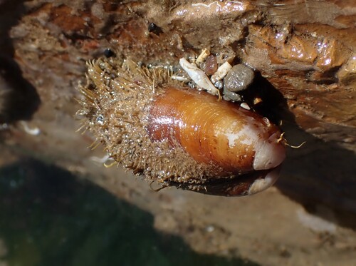 Modiolus carpenteri, 2024-04-01
