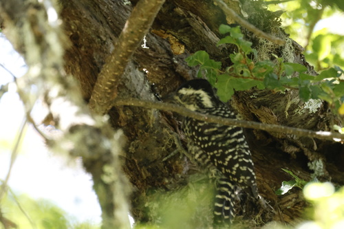 Striped Woodpecker (Veniliornis lignarius)