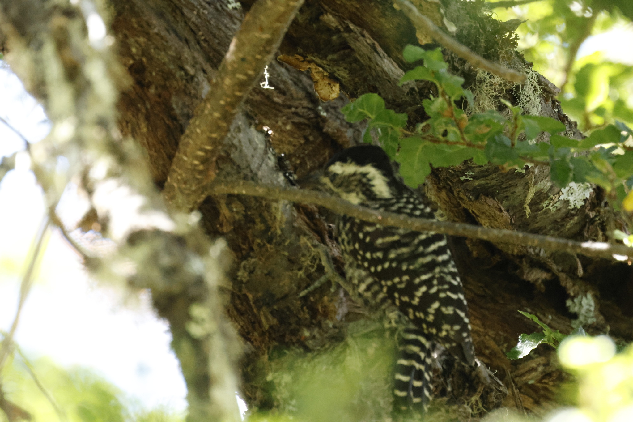 Striped Woodpecker (Veniliornis lignarius), photo 4