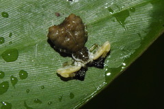 Phrynarachne ceylonica