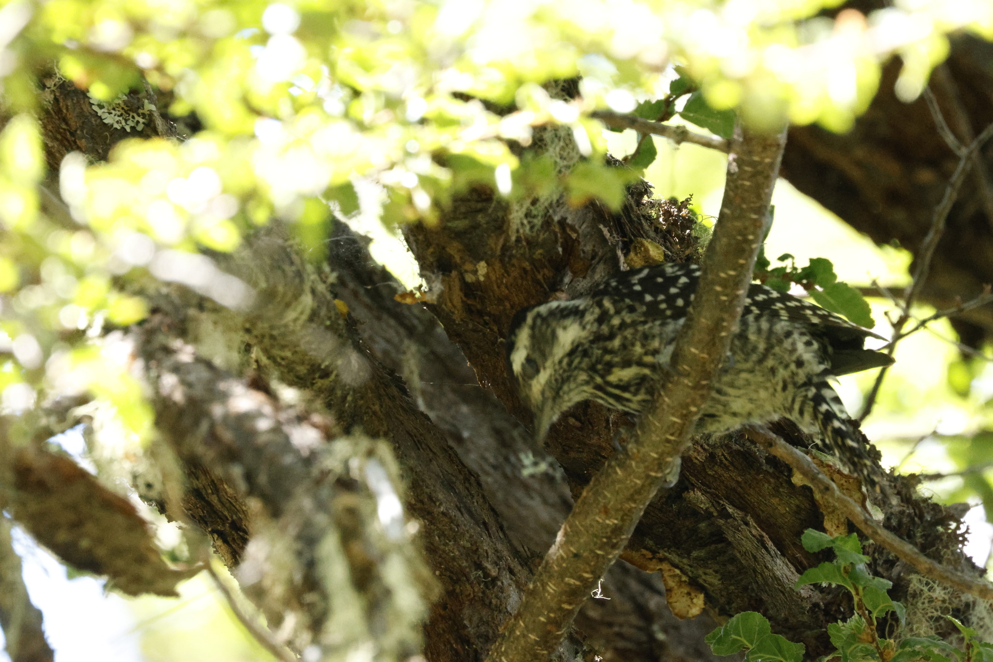 Striped Woodpecker (Veniliornis lignarius), photo 5
