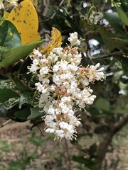 Ligustrum japonicum
