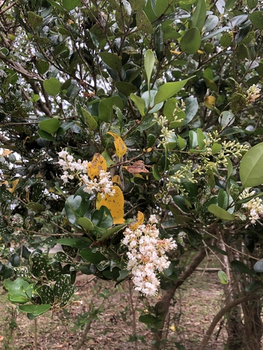 Ligustrum japonicum