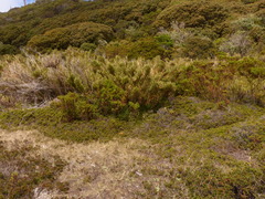 Chusquea subtessellata