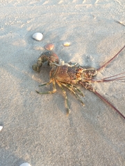 Panulirus laevicauda