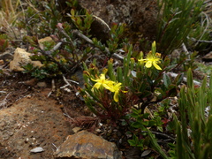 Hypericum costaricense