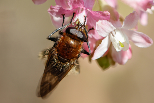 Unknown species found near Lincoln City Yard, OR, USA