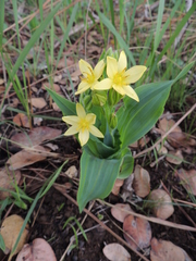 Hypoxis colchicifolia
