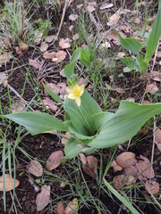 Hypoxis colchicifolia