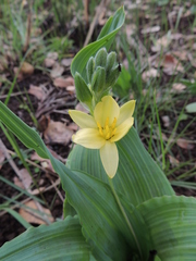Hypoxis colchicifolia