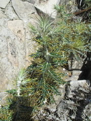 Ptilostemon hispanicus