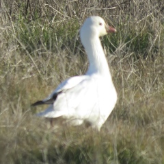 Anser caerulescens × rossii